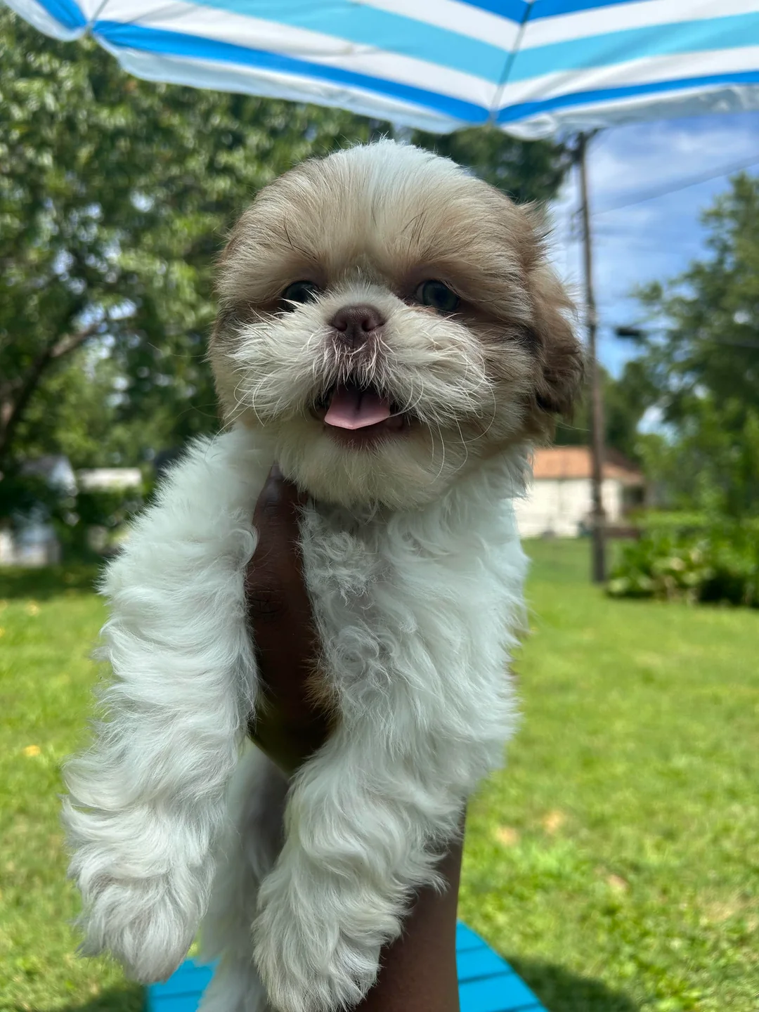 Home Raised Puppies
