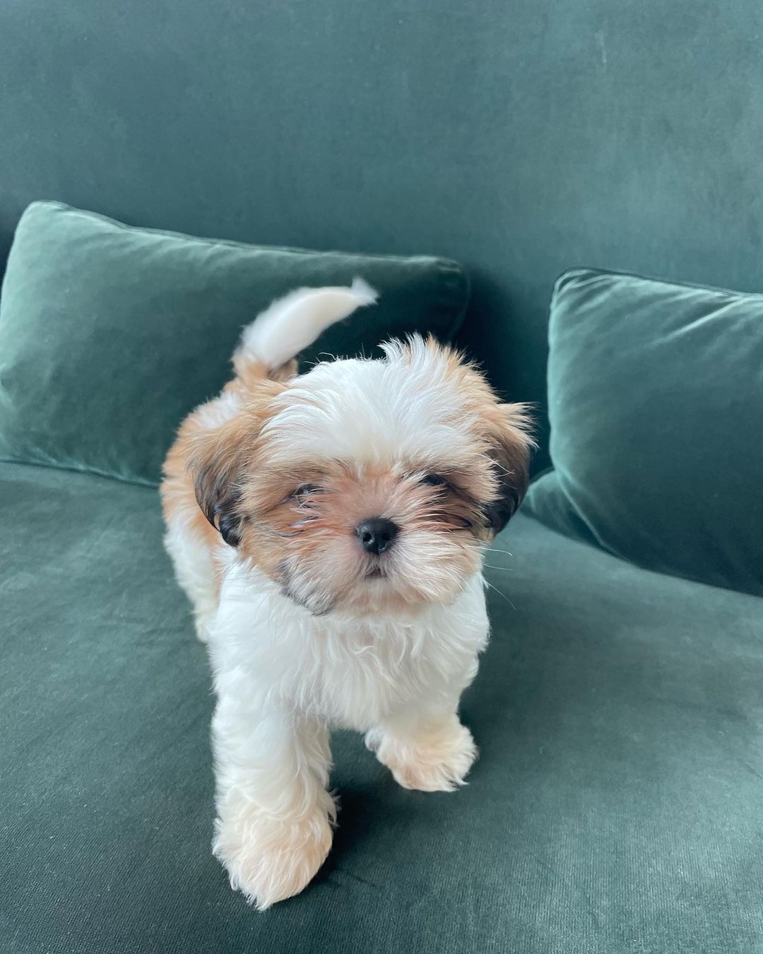 Nina, 11-week-old female Shih Tzus puppy
